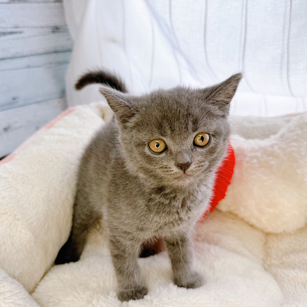 ○New Face °˖✧~新入生紹介~°˖✧ | ペットショップ 犬の家&猫の里